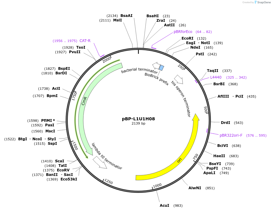 73009-plasmid-map-sequence-id-447487