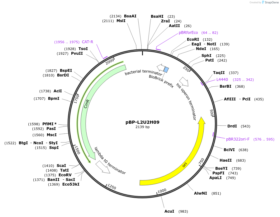 73007-plasmid-map-sequence-id-447489