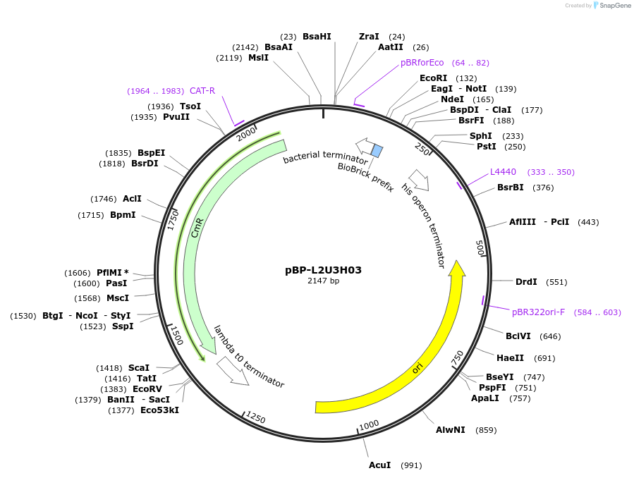 73006-plasmid-map-sequence-id-447490