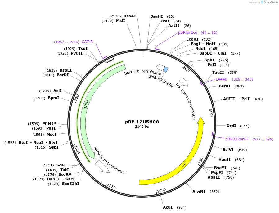 73005-plasmid-map-sequence-id-447491