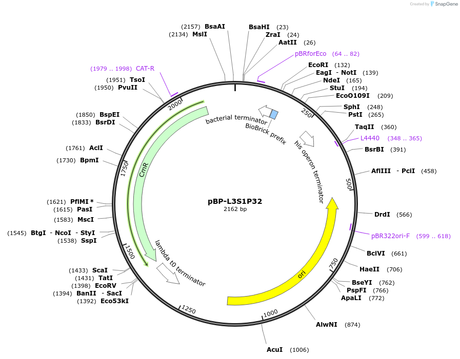 73001-plasmid-map-sequence-id-447495