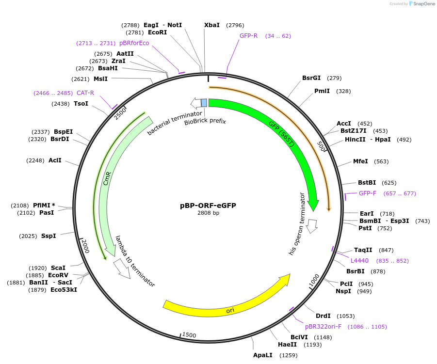 72960-plasmid-map-sequence-id-447499