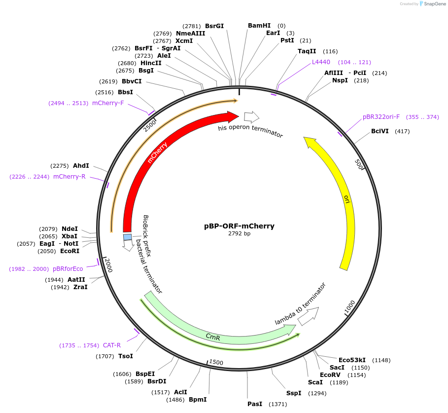 72962-plasmid-map-sequence-id-447500