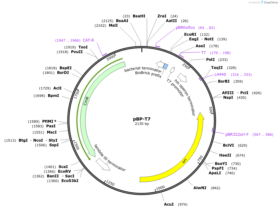 72977-plasmid-map-sequence-id-447501