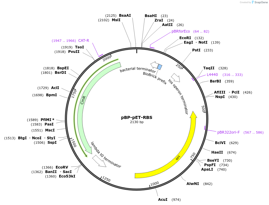 72981-plasmid-map-sequence-id-447503