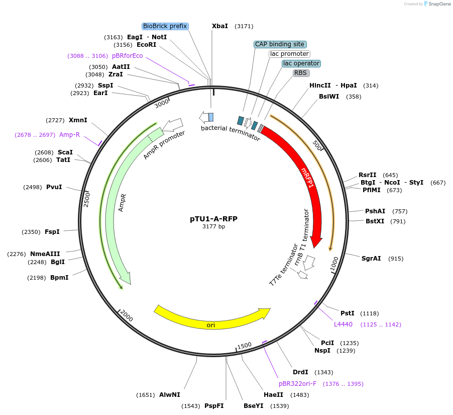 72939-plasmid-map-sequence-id-447505