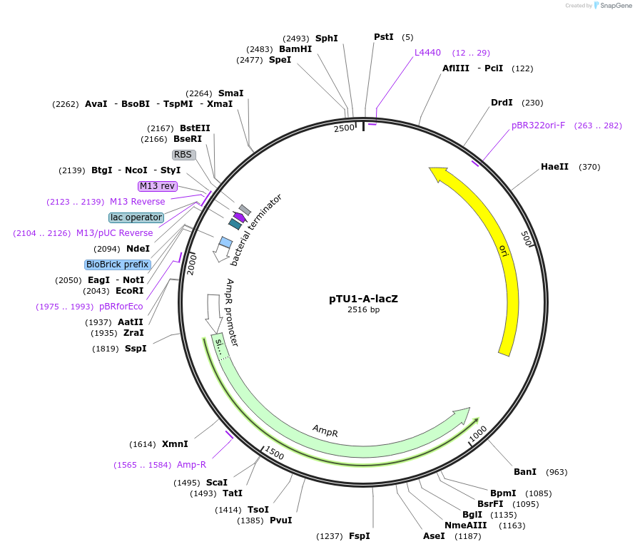 72935-plasmid-map-sequence-id-447506