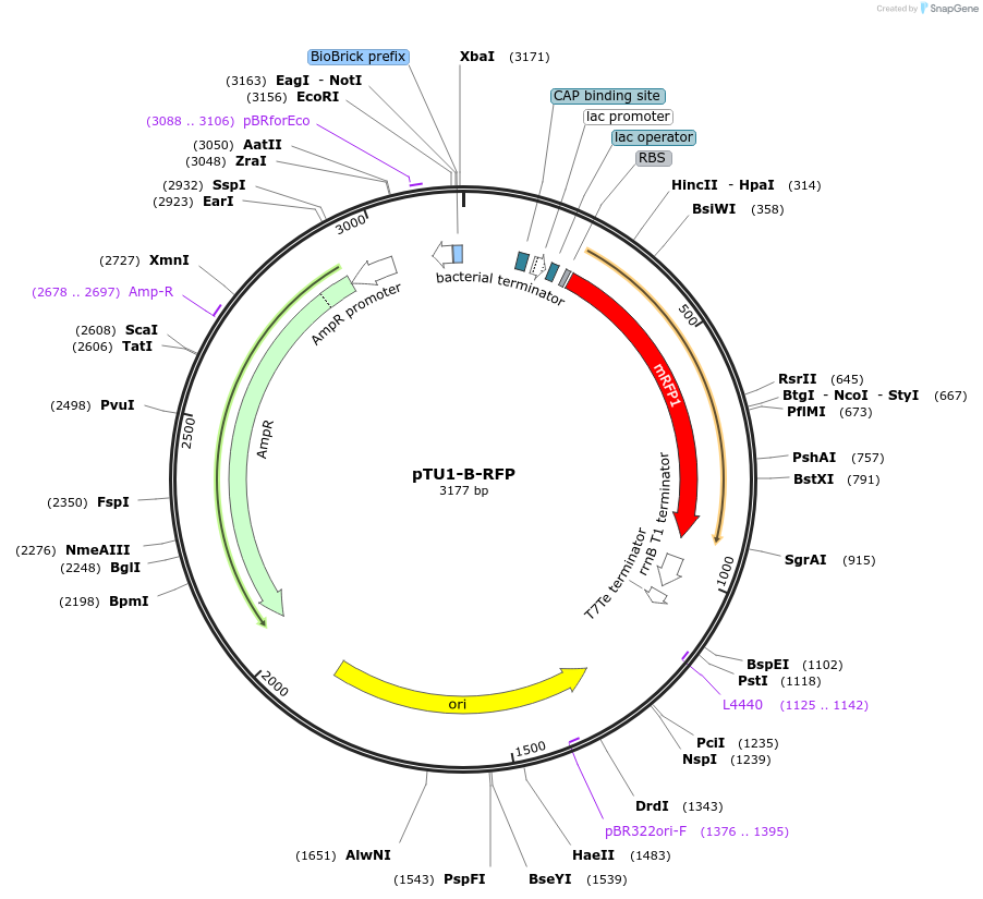 72940-plasmid-map-sequence-id-447507