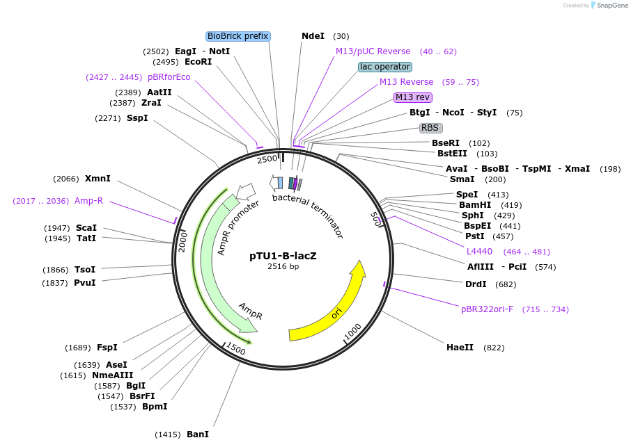 72936-plasmid-map-sequence-id-447508