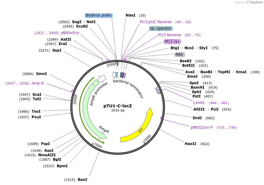 72937-plasmid-map-sequence-id-447510