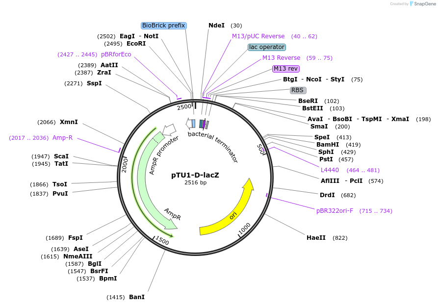 72938-plasmid-map-sequence-id-447511