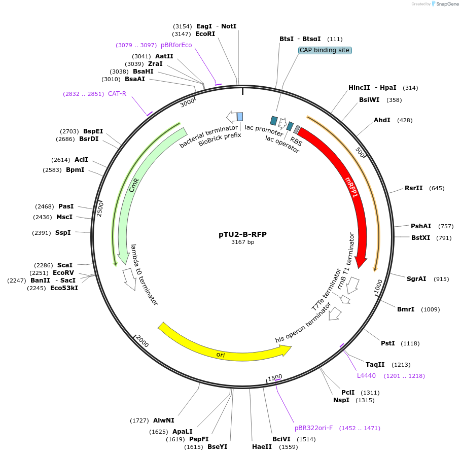 72955-plasmid-map-sequence-id-447542