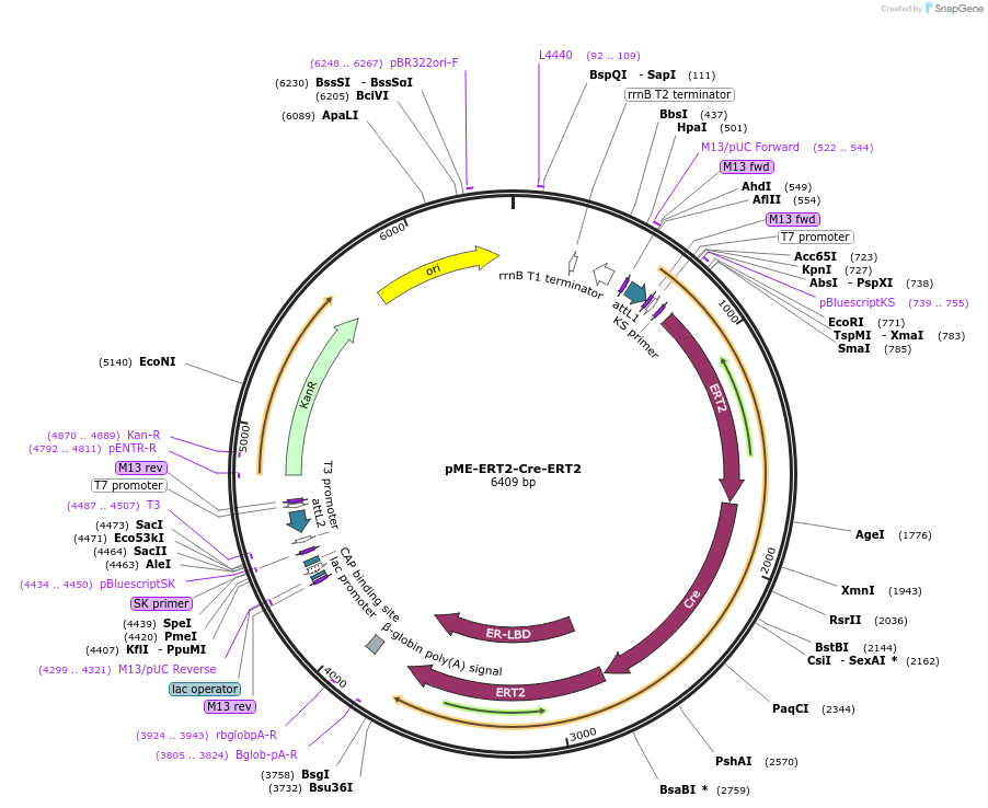 82587-plasmid-map-sequence-id-447557