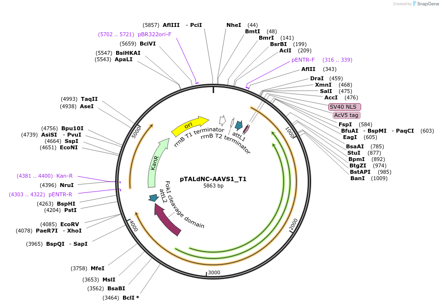 80495-plasmid-map-sequence-id-447560