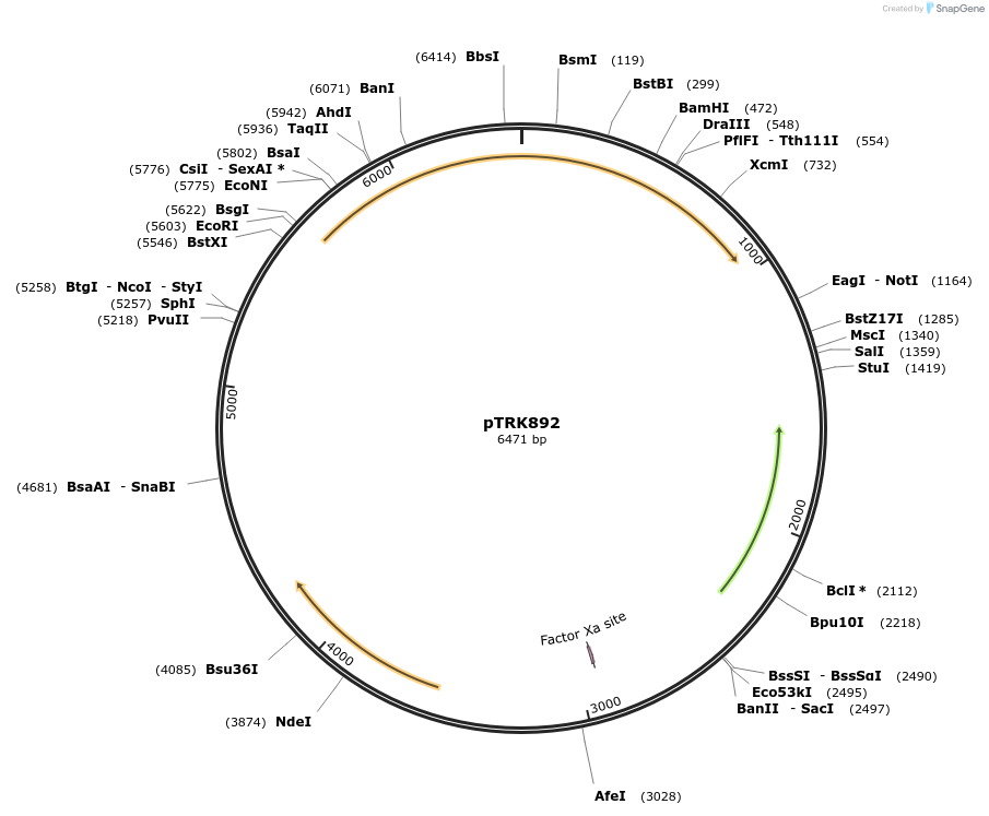 71803-plasmid-map-sequence-id-447564