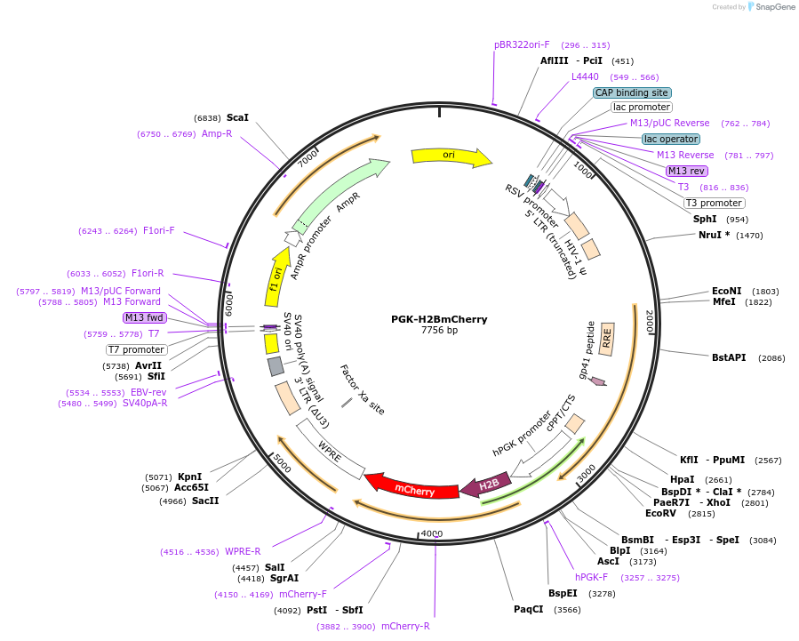 21217-plasmid-map-sequence-id-447568