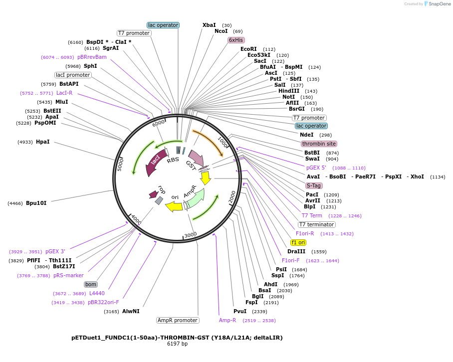 223739-plasmid-map-sequence-id-447583