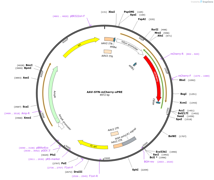 218682-plasmid-map-sequence-id-447609