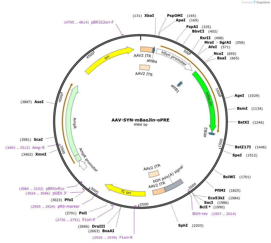 218683-plasmid-map-sequence-id-447610