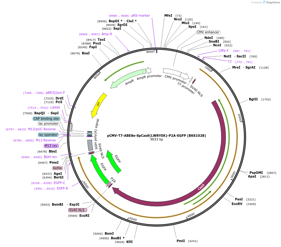 223114-plasmid-map-sequence-id-447638