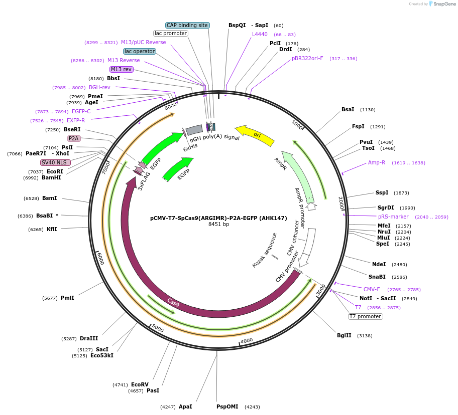 223069-plasmid-map-sequence-id-447645
