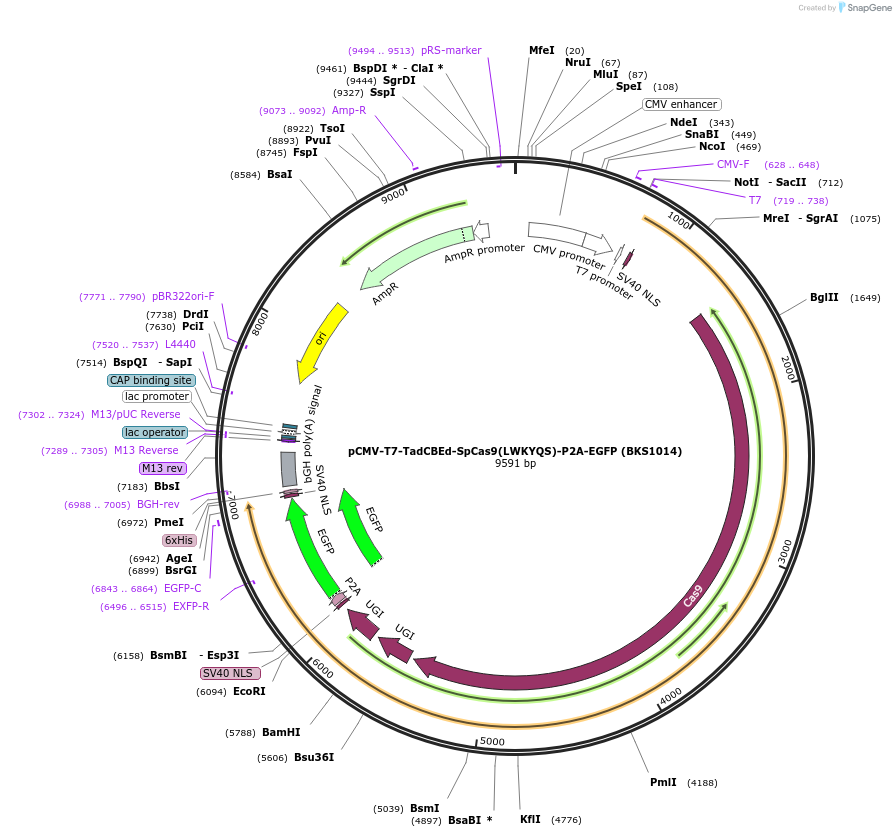 223127-plasmid-map-sequence-id-447695