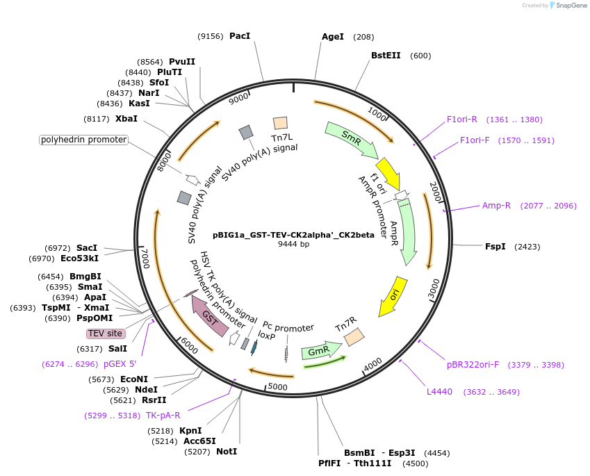 447702_map