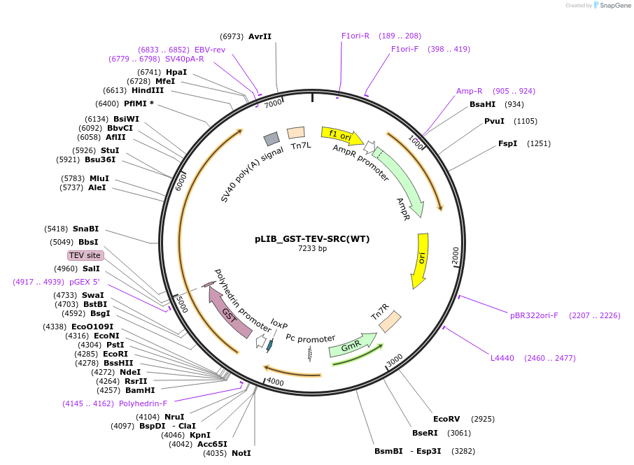 223742-plasmid-map-sequence-id-447706