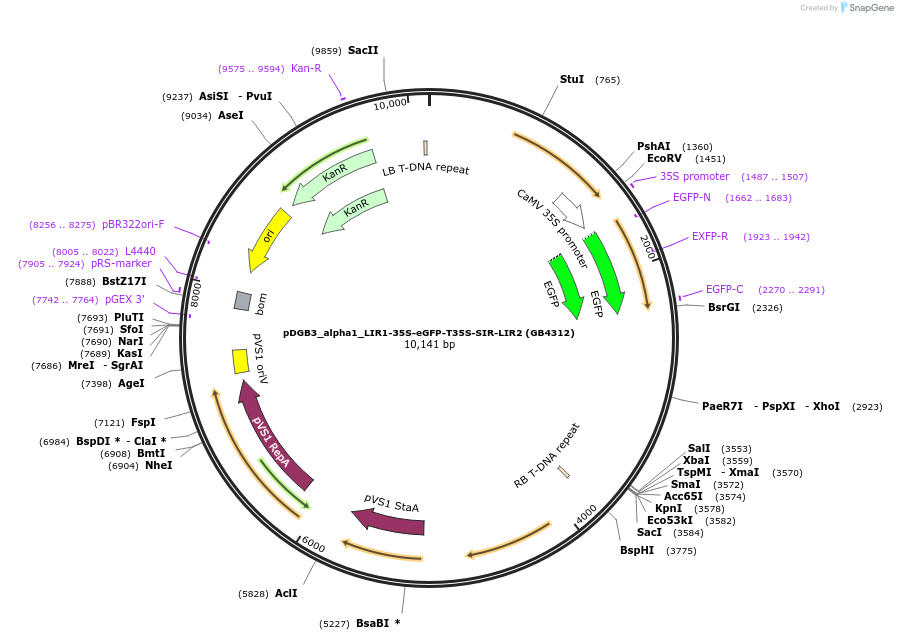 225435-plasmid-map-sequence-id-447738