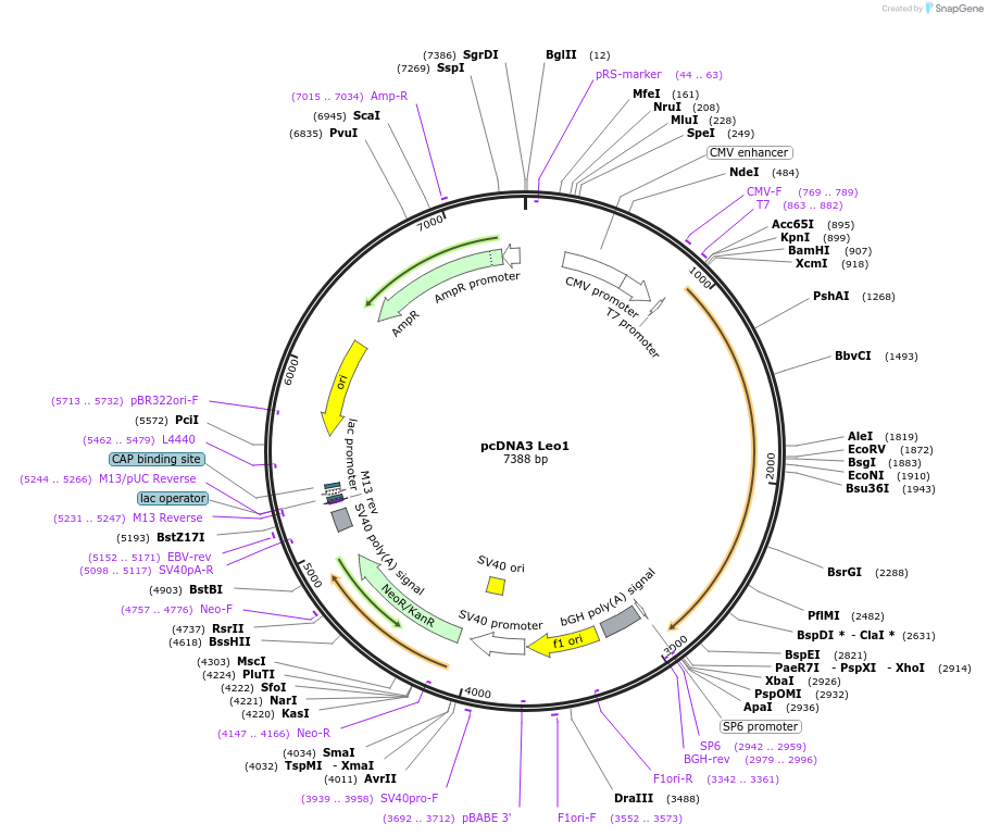 11061-plasmid-map-sequence-id-447742