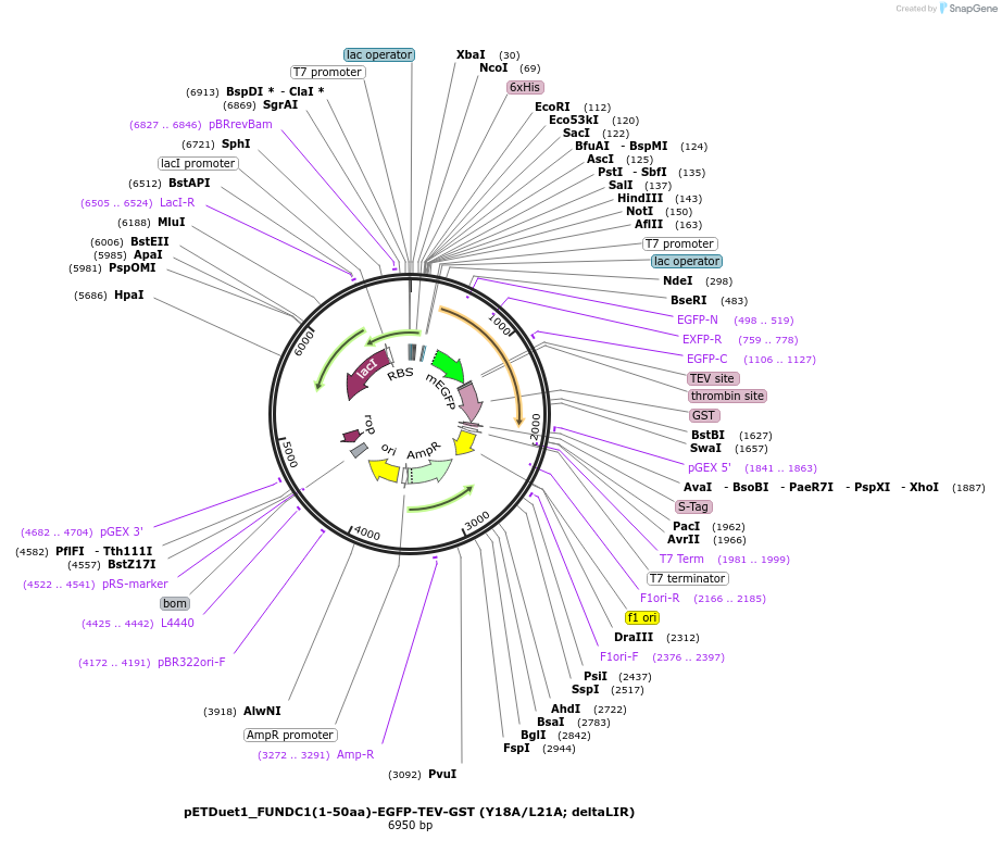 223750-plasmid-map-sequence-id-447752