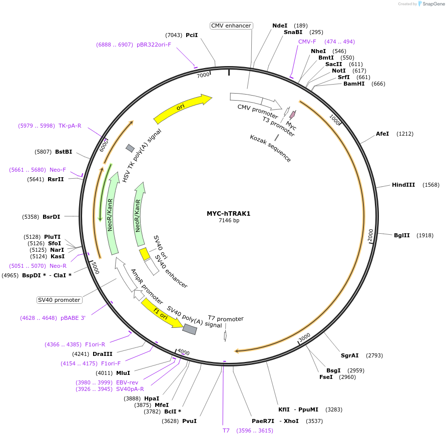 225204-plasmid-map-sequence-id-447847