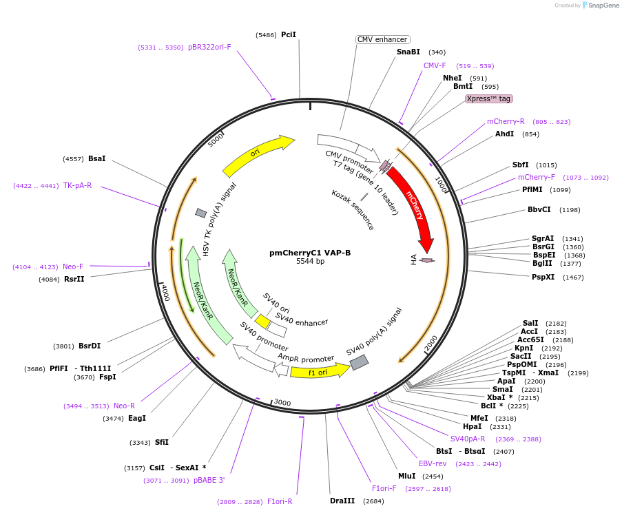 226409-plasmid-map-sequence-id-447856