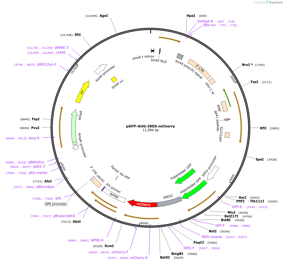 222109-plasmid-map-sequence-id-447858