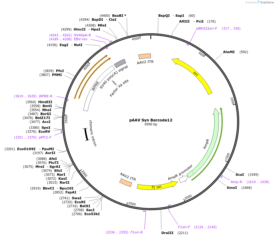 226186-plasmid-map-sequence-id-447879