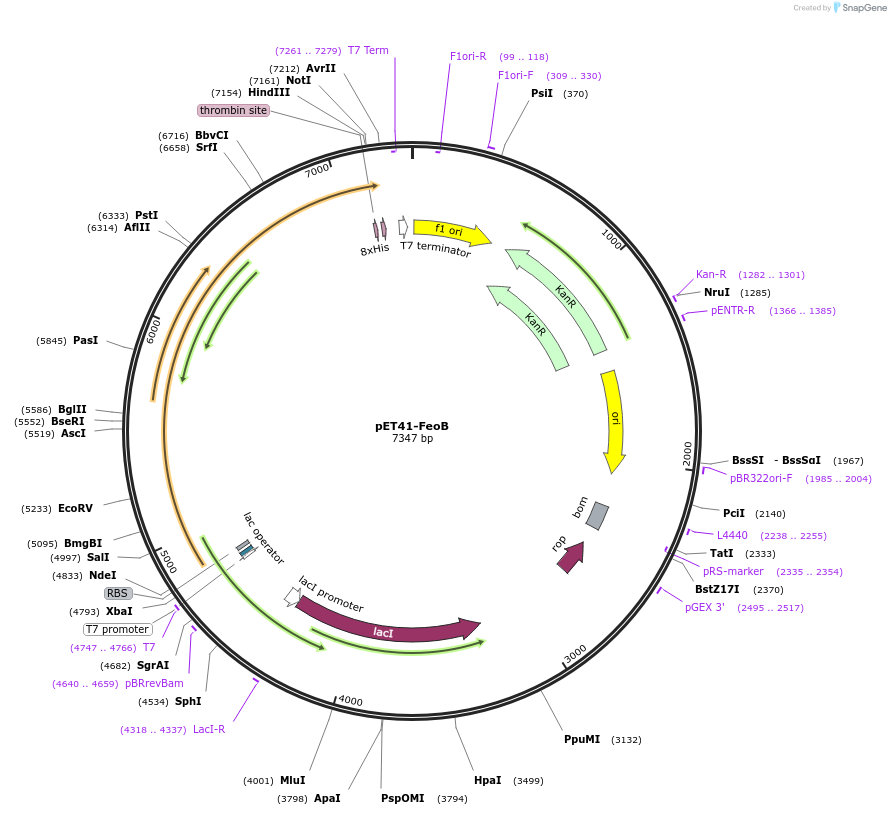 216753-plasmid-map-sequence-id-447881