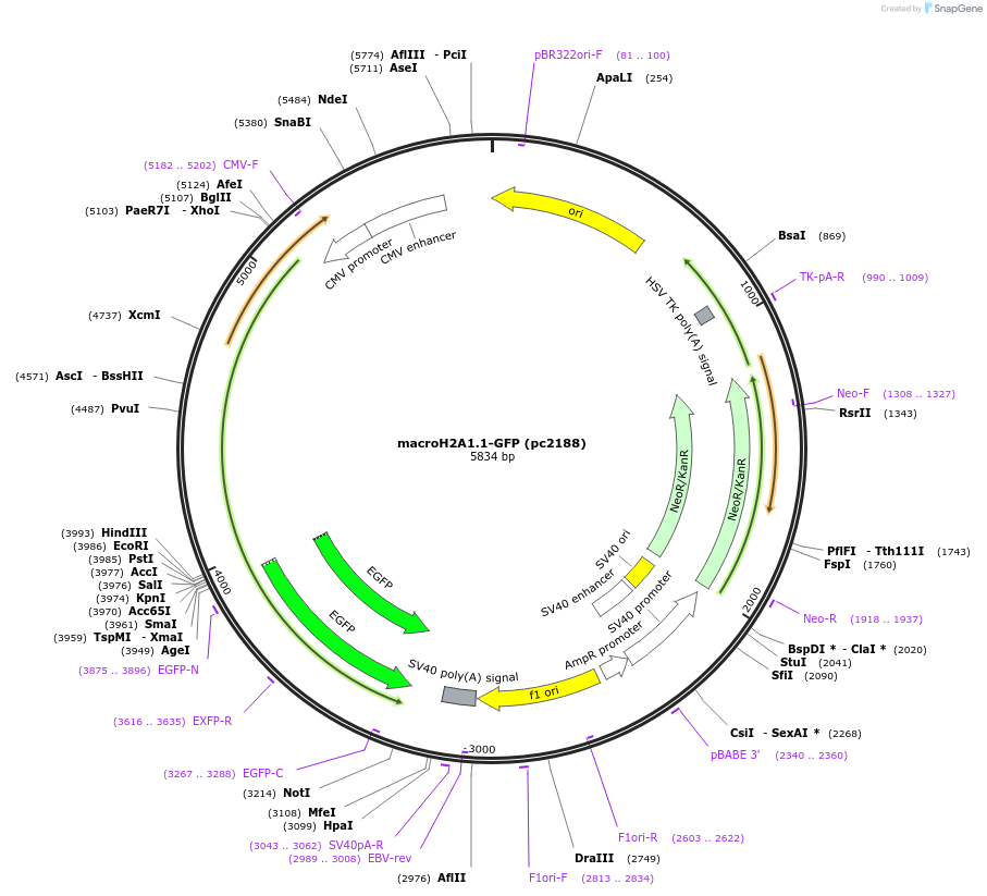 223707-plasmid-map-sequence-id-447893
