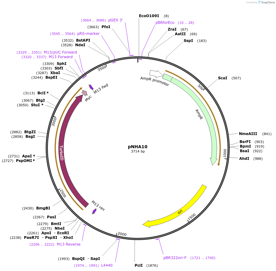 223554-plasmid-map-sequence-id-447901