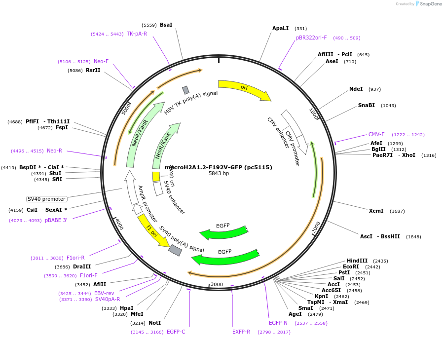 223438-plasmid-map-sequence-id-447919