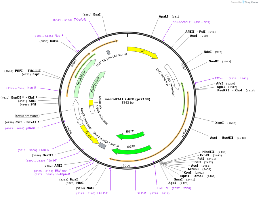 223708-plasmid-map-sequence-id-447922