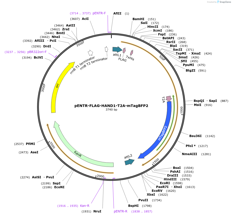 223192-plasmid-map-sequence-id-447927