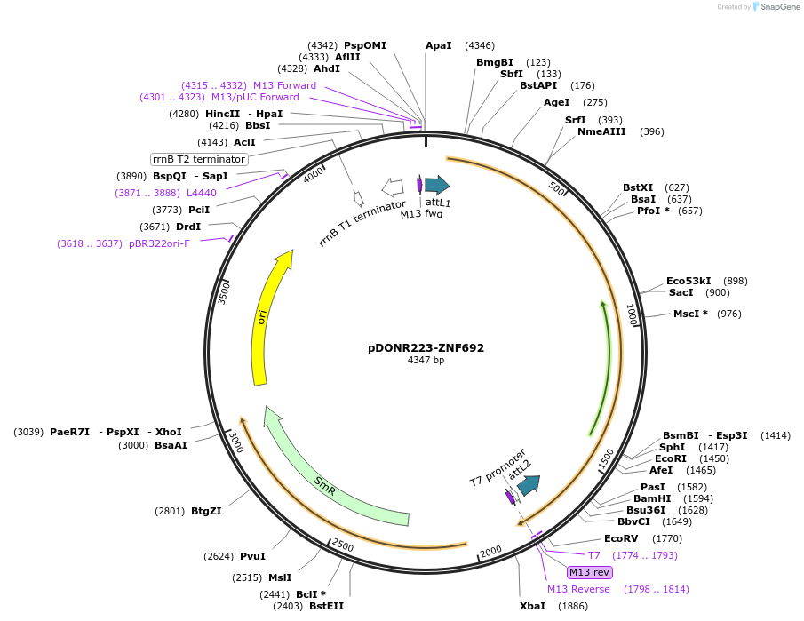 88701-plasmid-map-sequence-id-447929