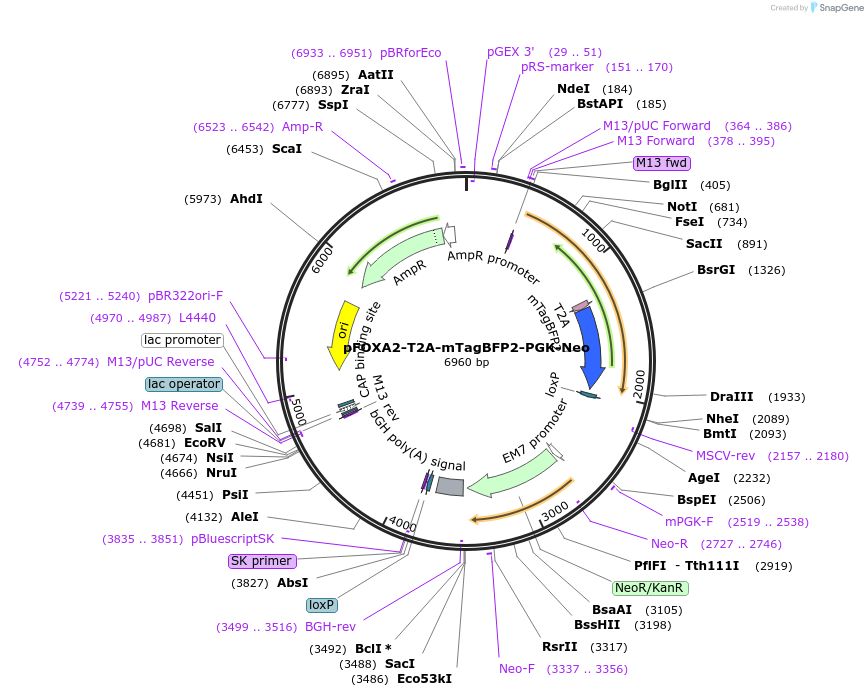 223191-plasmid-map-sequence-id-447932