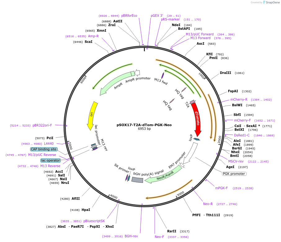 223190-plasmid-map-sequence-id-447935