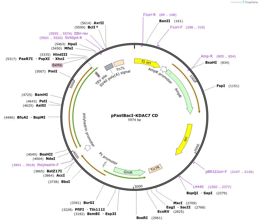 224345-plasmid-map-sequence-id-447936