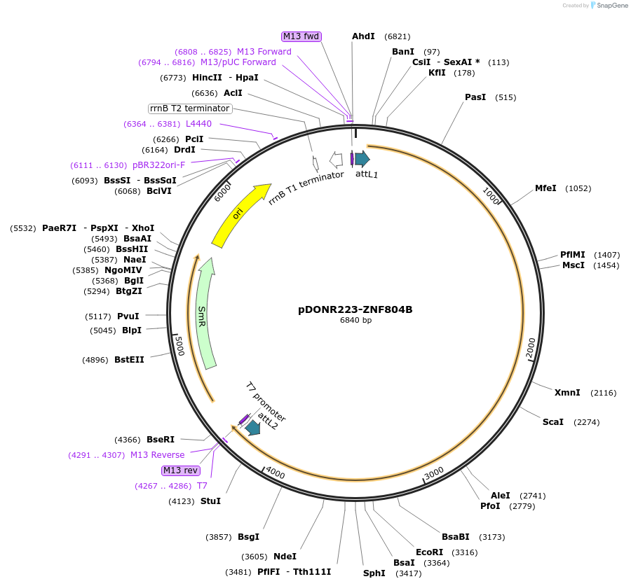 88756-plasmid-map-sequence-id-447938
