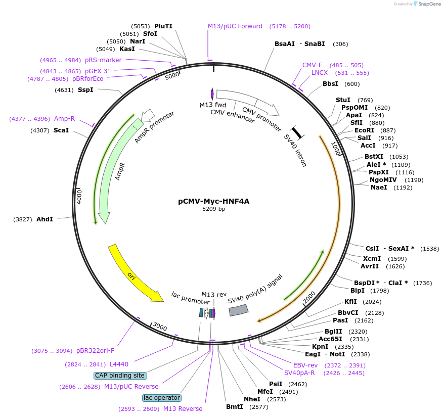 219396-plasmid-map-sequence-id-447940