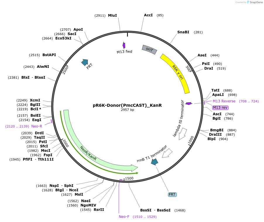 224928-plasmid-map-sequence-id-447970