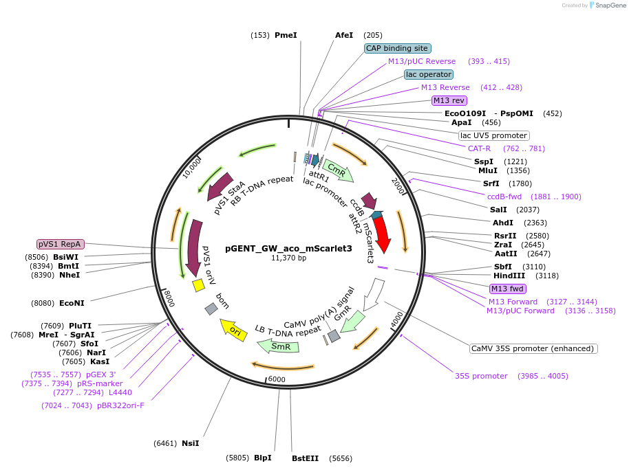 225991-plasmid-map-sequence-id-448012