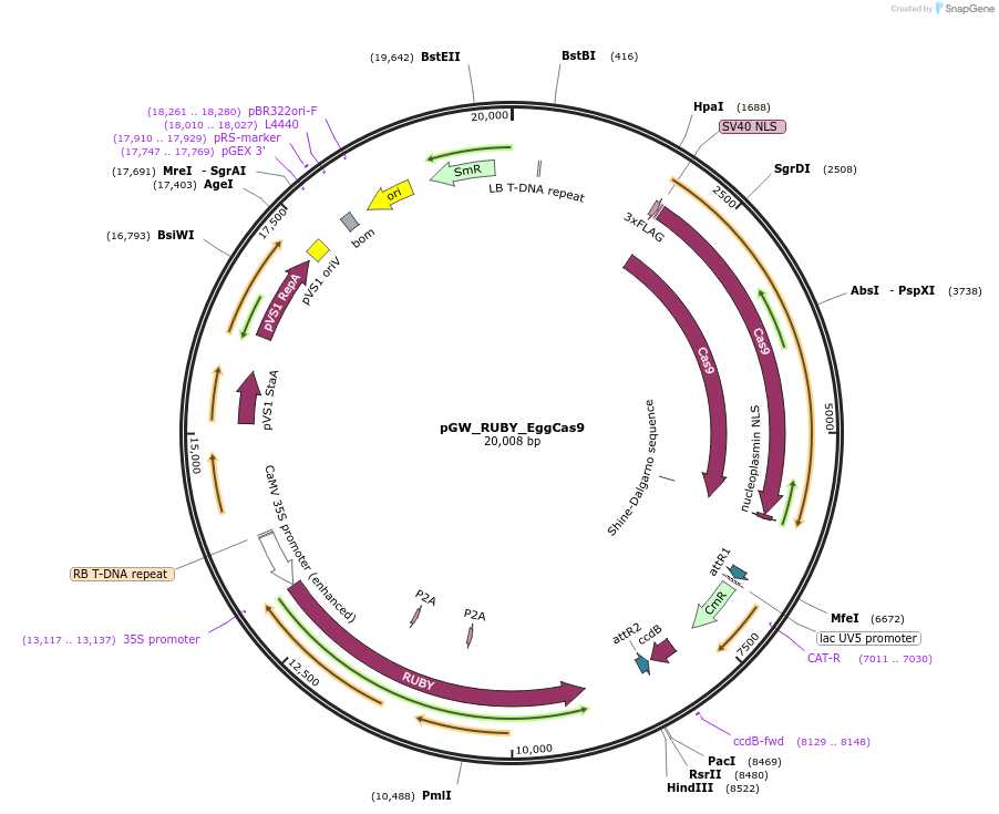225990-plasmid-map-sequence-id-448019